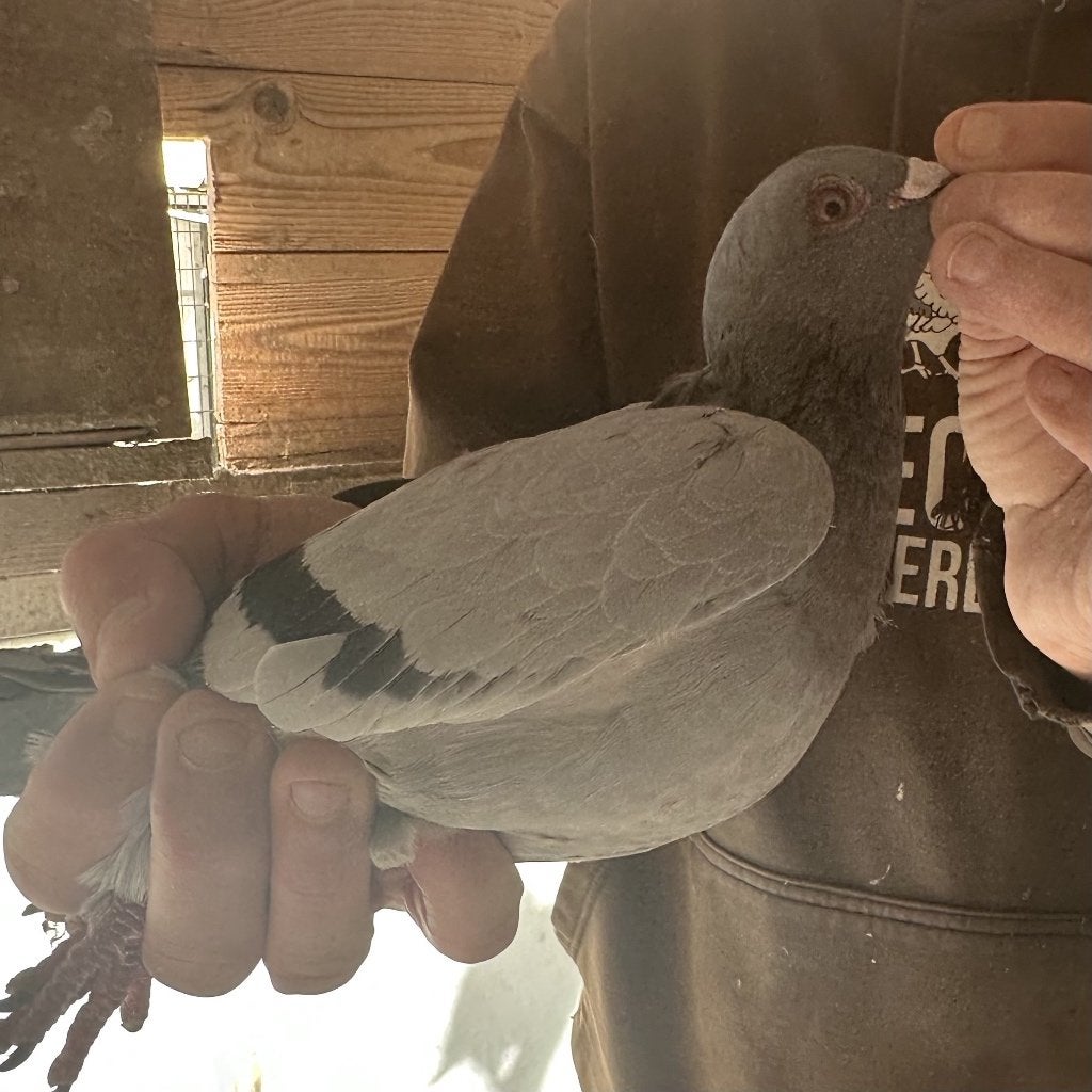 Bewezen kweekduiven, Mâle, Pigeon voyageur