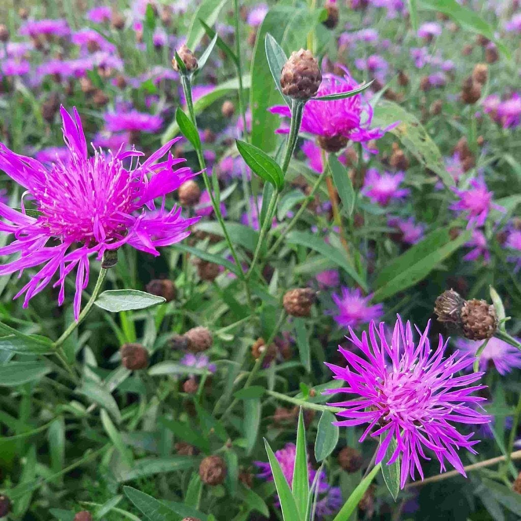 Centaurée commune - Graines de Centaurea Jacea BIO, Jardin & Terrasse, Bulbes & Semences, Enlèvement ou Envoi