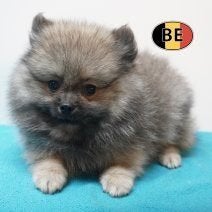 Schattige kleine Pomchi’s pups te koop, Dieren en Toebehoren, België, CDV (hondenziekte), 8 tot 15 weken, Meerdere