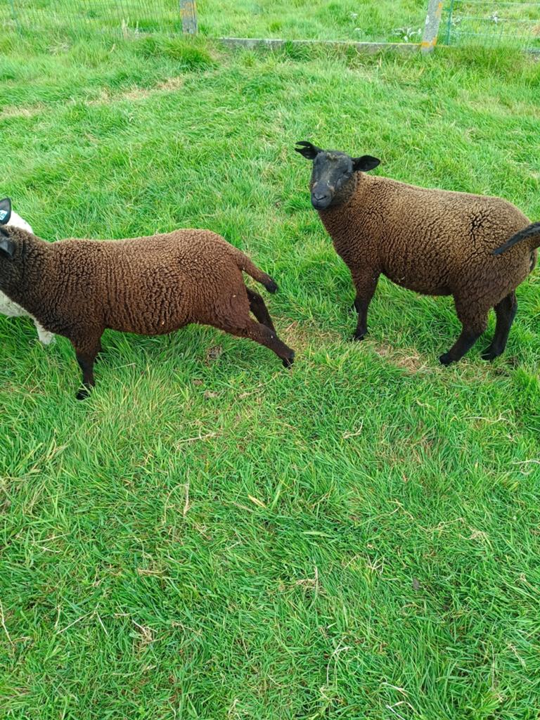 Schapen