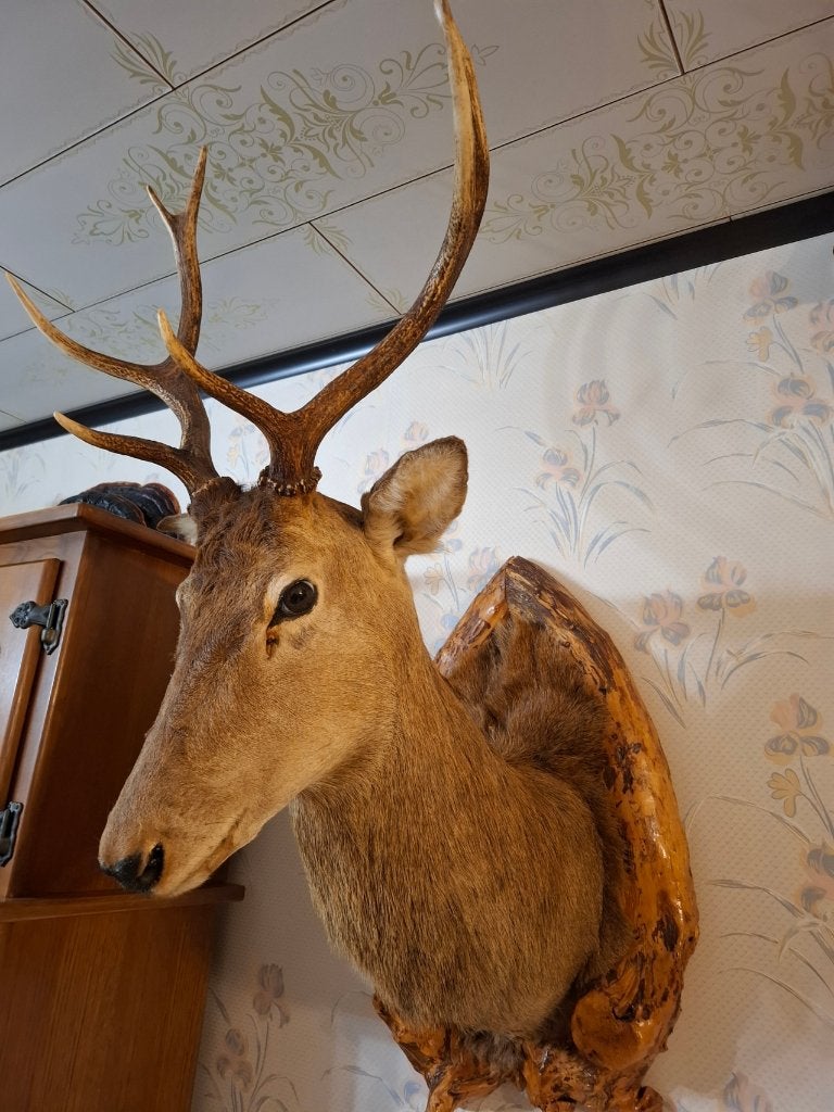 CERF, Enlèvement, Comme neuf, Cerf, Animal empaillé