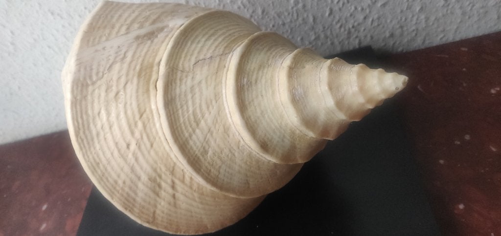 SYRINX Aruanus geante coquillage, Enlèvement ou Envoi, Comme neuf