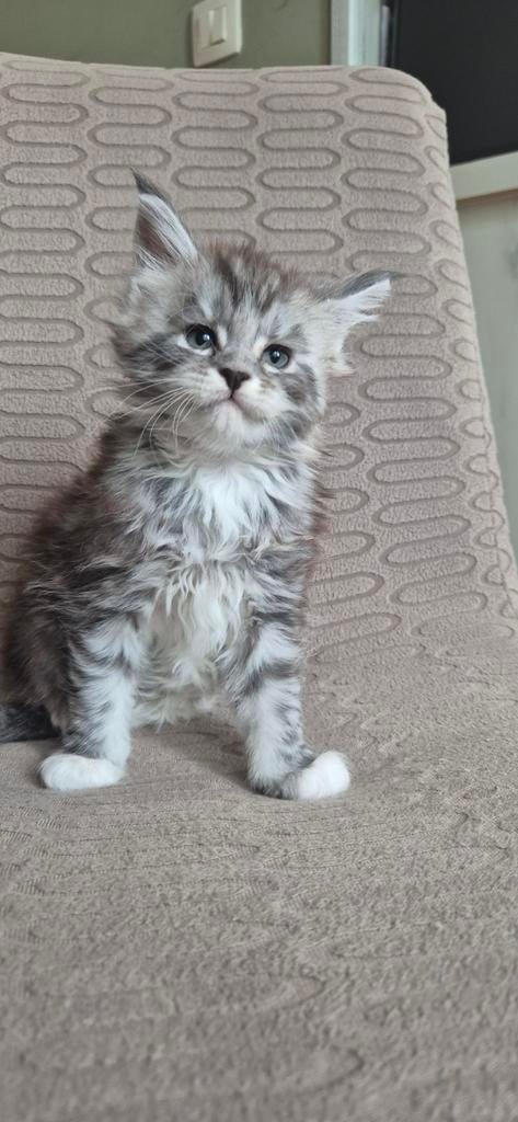 Maine coon kittens (met stamboom), Dieren en Toebehoren, Meerdere dieren, Met stamboom, 0 tot 2 jaar