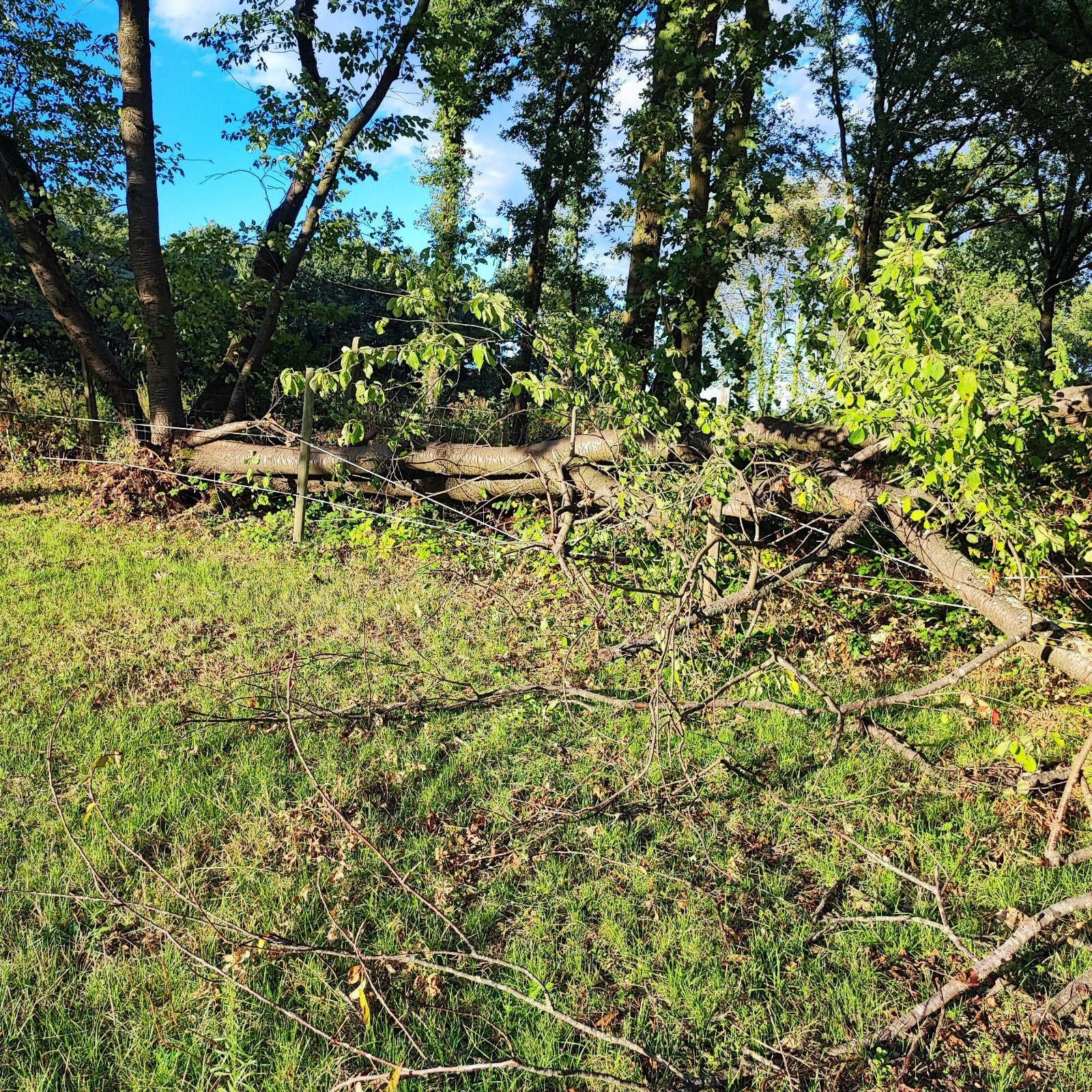 gratis kersen hout, Enlèvement, Autres essences de bois, Bûches