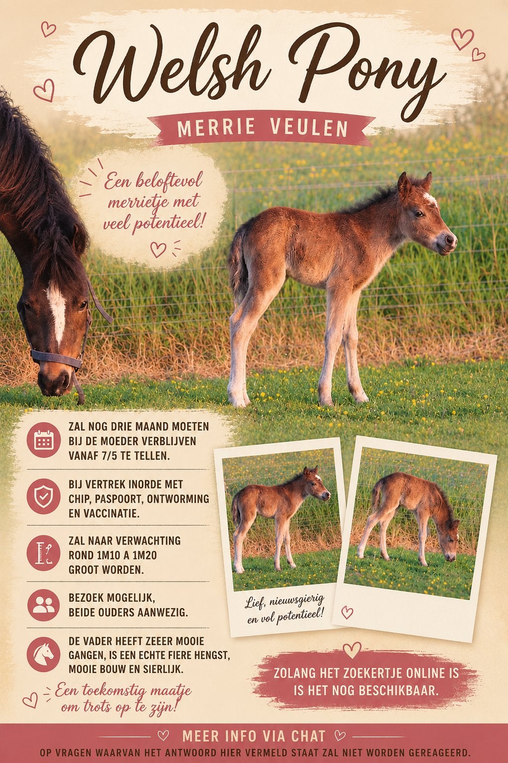 Welsh merrie veulen, Dieren en Toebehoren, Paarden, Minder dan 160 cm, 0 tot 2 jaar, Onbeleerd, Recreatiepaard