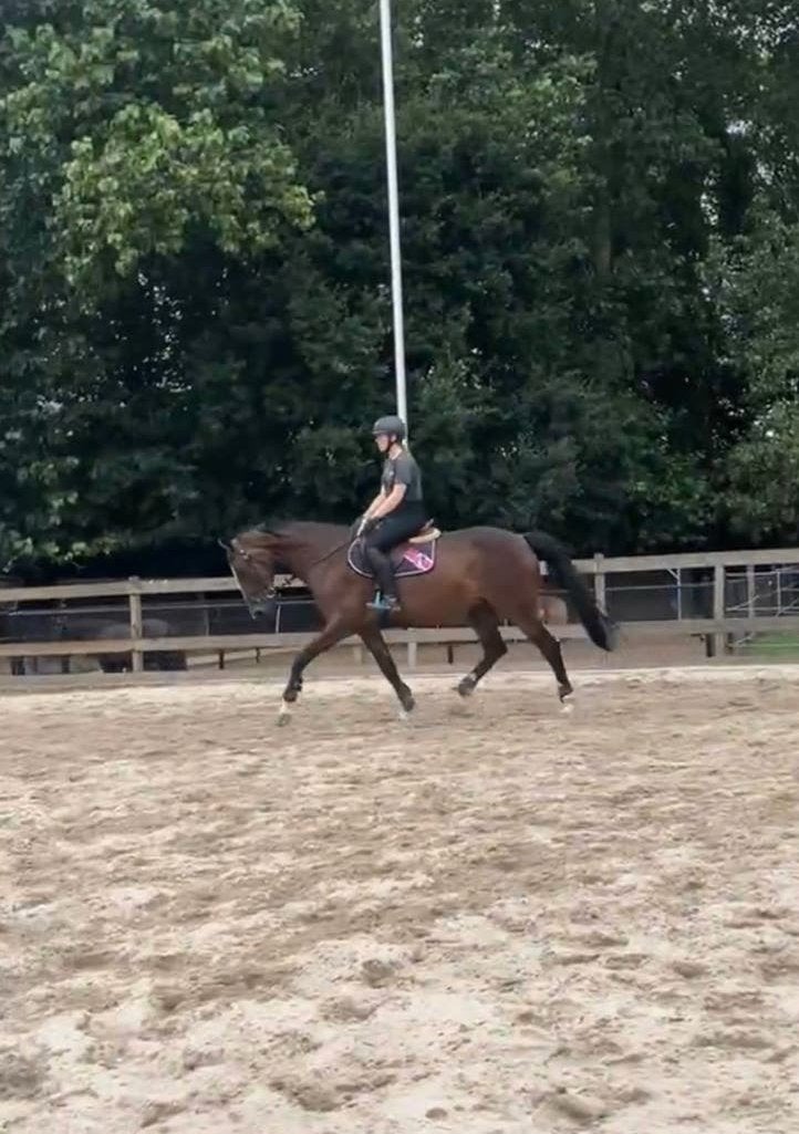 Springpaard te koop, Animaux & Accessoires, Chevaux, Jument, Cheval de saut