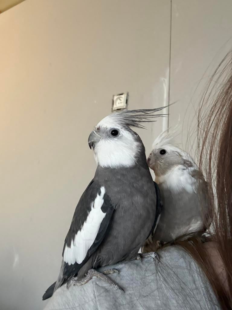 Tamme koppel valkparkieten, Dieren en Toebehoren