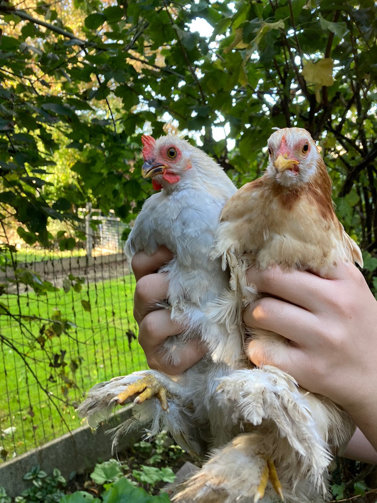Jong koppeltje cochin kriel, Dieren en Toebehoren, Meerdere dieren, Kip
