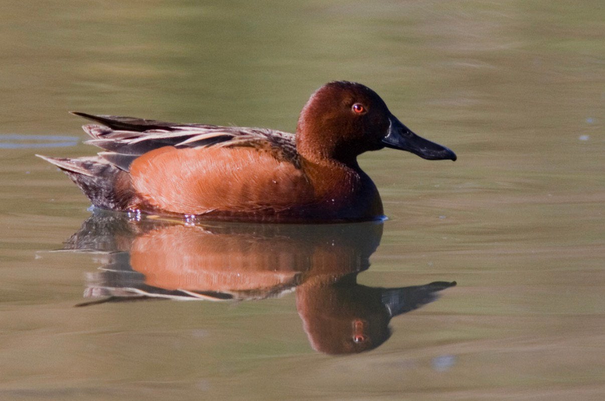 Kaneeltalingen, Dieren en Toebehoren, Meerdere dieren, Eend