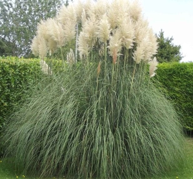 Herbe de pampa, Jardin & Terrasse, Enlèvement