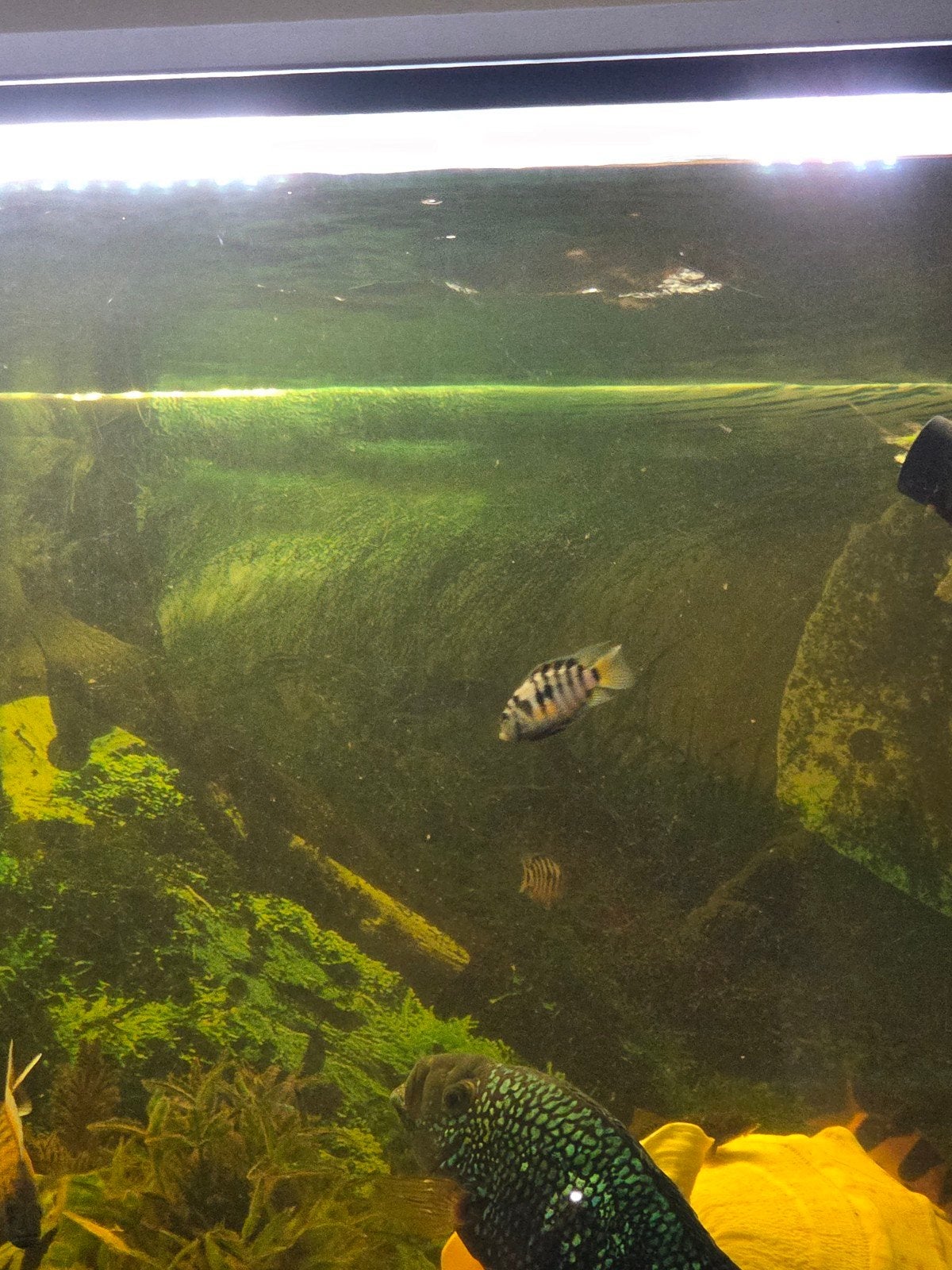 Convict cichlid