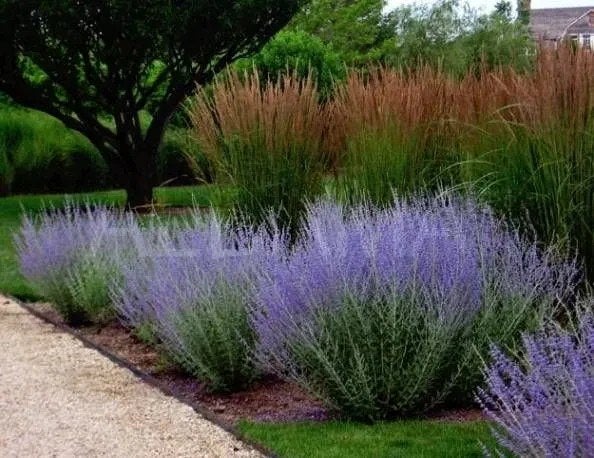 Perovskia 'Bleu spire' of Reuzen lavendel, Ophalen, Zomer, Vaste plant, Volle zon