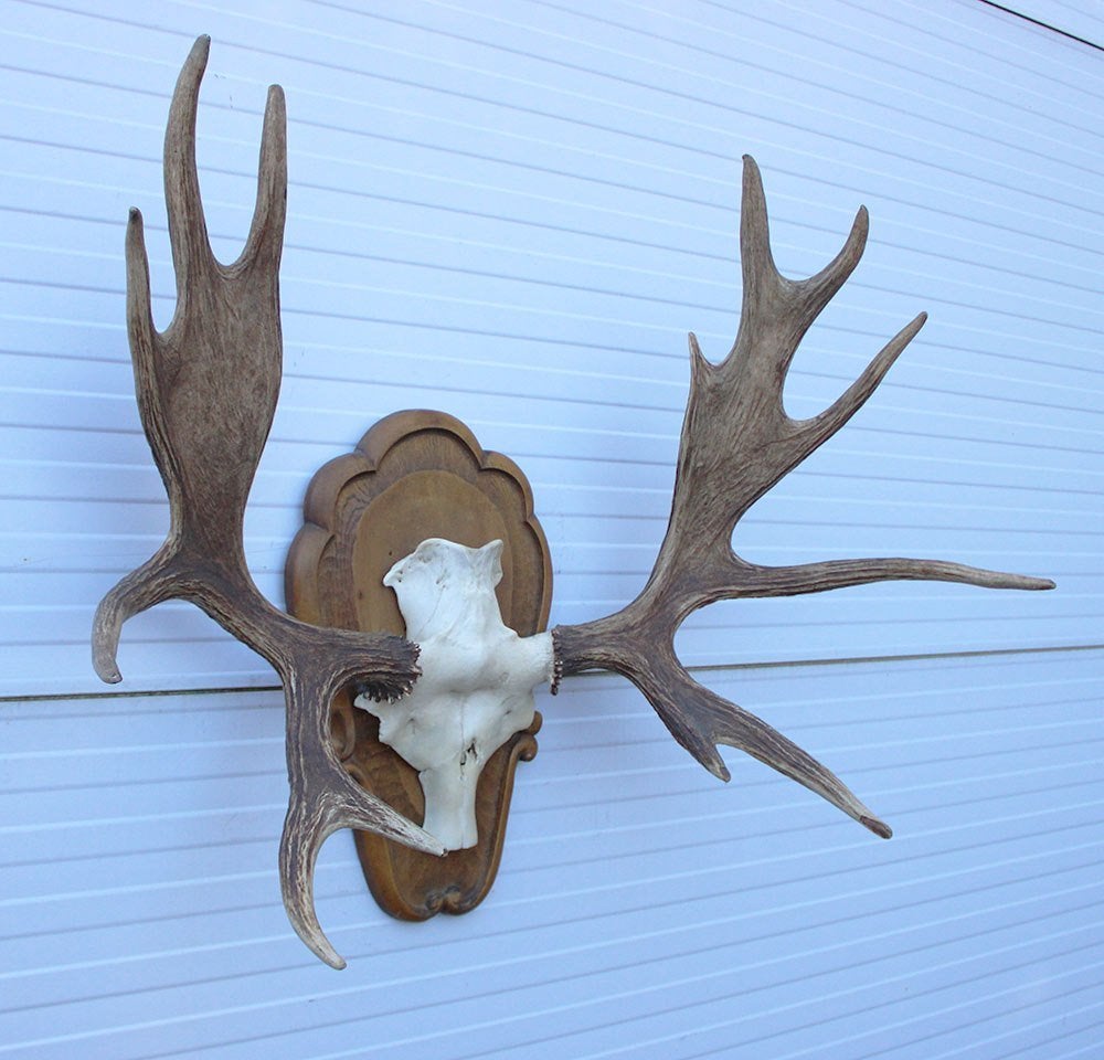 Groot decoratief ELAND GEWEI op houten schild - ref. K, Ophalen, Gebruikt, Hert, Gewei of Kop