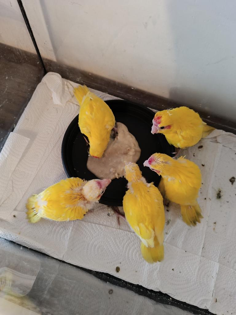 Kakariki, Meerdere dieren, Dwergpapegaai of Agapornis, Geringd