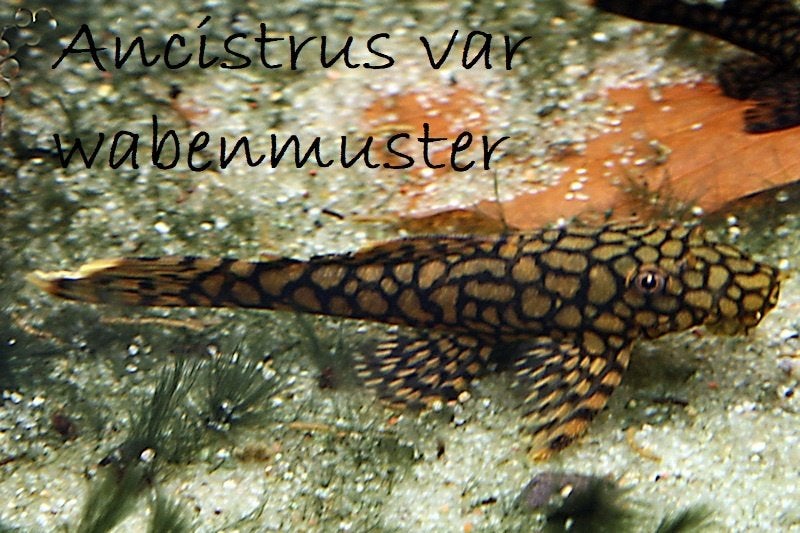 2x L89: honingraat/wabenmuster - jonge ruitenkuisers, Dieren en Toebehoren, Vissen | Aquariumvissen, Vis, Zoetwatervis