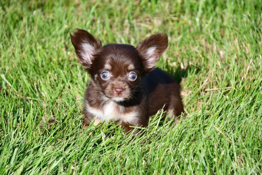Chiots Chihuahua à vendre (poil long), Maladie de Carré (chiens), Plusieurs, Chihuahua, Belgique