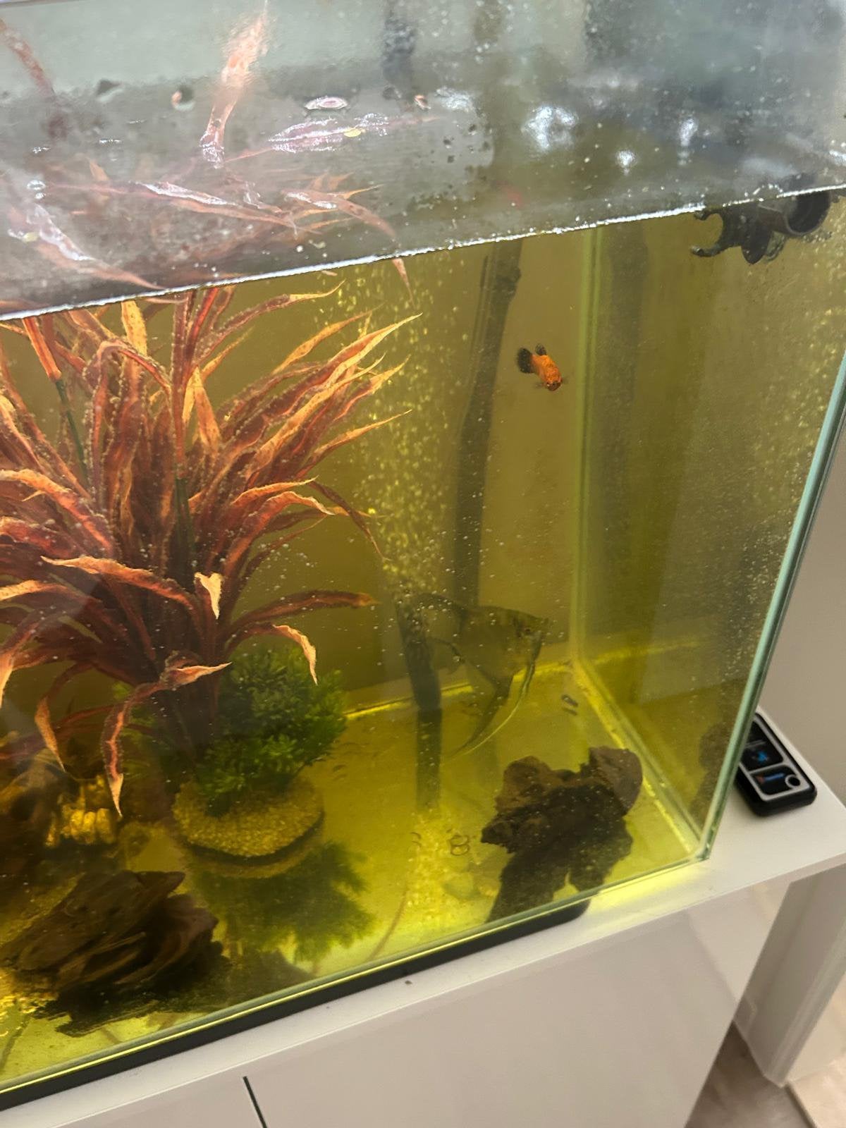 Aquarium Superfish, Animaux & Accessoires, Enlèvement, Chauffage, Utilisé, Superfish