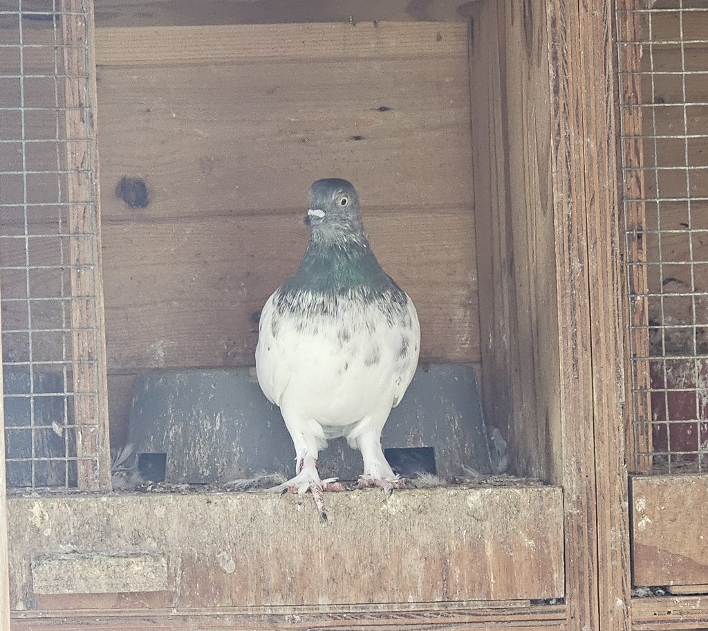 Boedapest Hoogvliegers Sportduiven Origineel, Animaux & Accessoires, Oiseaux | Pigeons