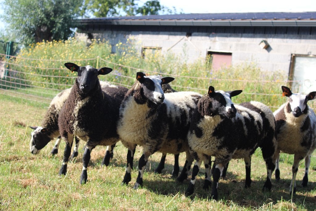 Nederlandse baggerbonte ooilammeren, Animaux & Accessoires, Femelle, Mouton, 0 à 2 ans