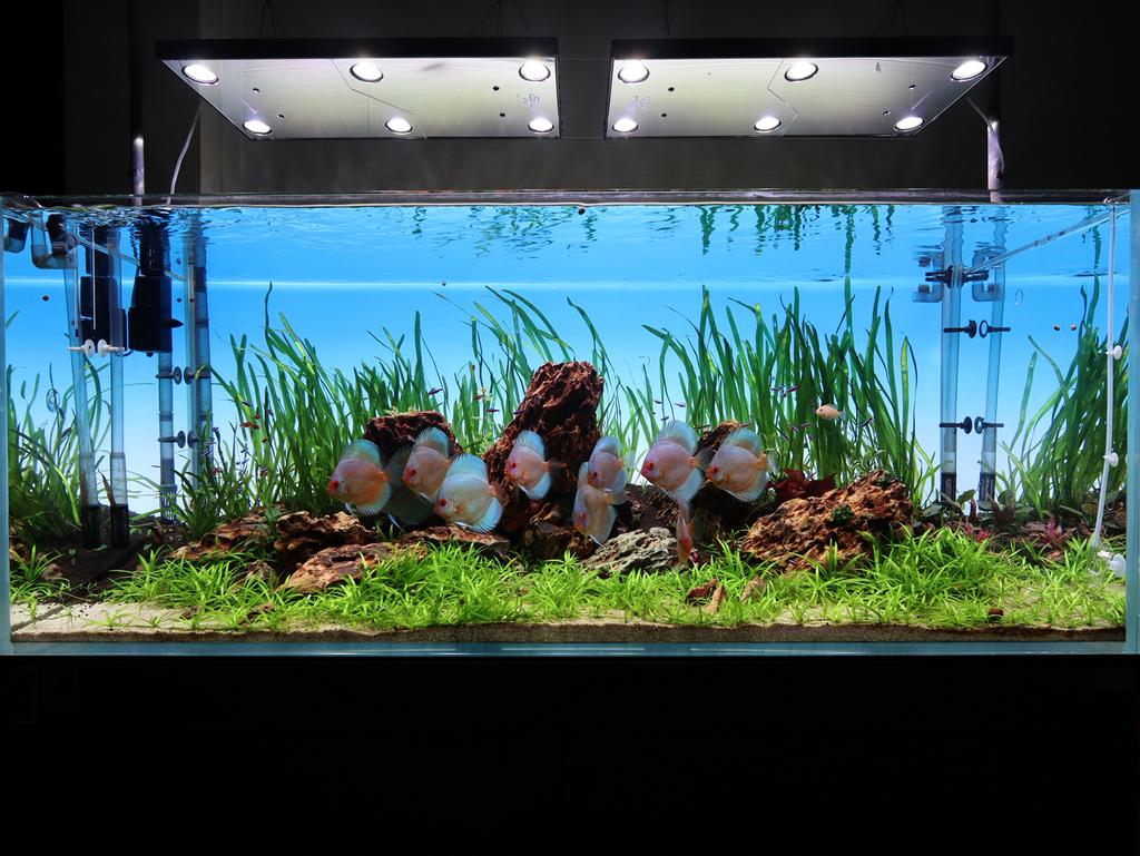 Aquarium ADA P150  Et meuble et tout accessoires compris, Ophalen, Zo goed als nieuw