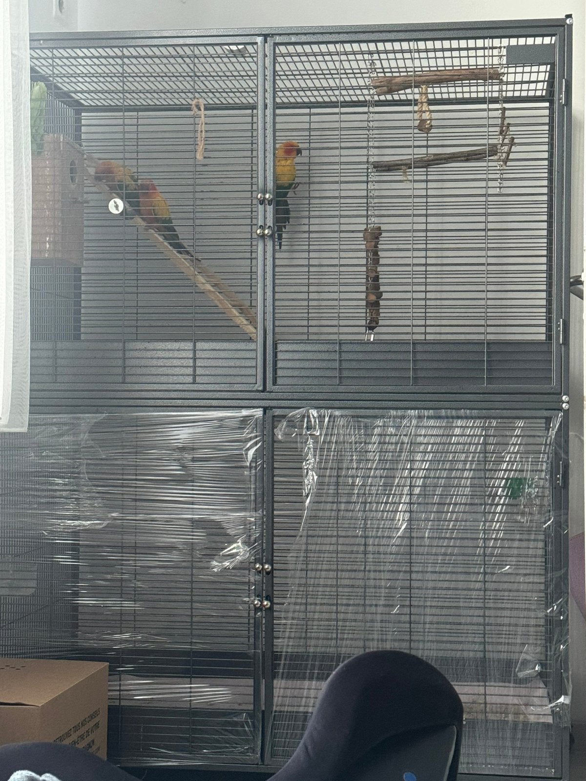 3 conures soleils avec volière