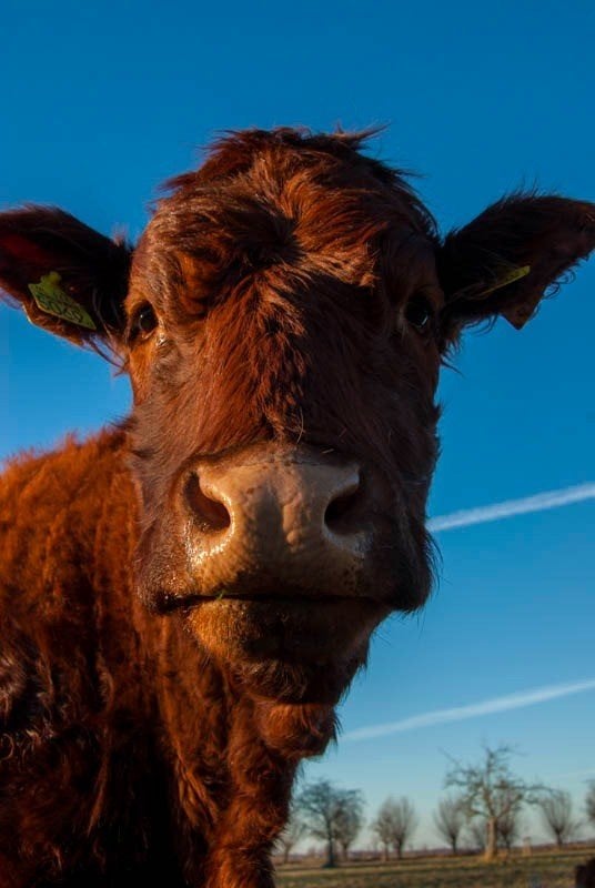 wie weet een paar jonge saler vaarskalveren te koop, Animaux & Accessoires, Bovins, Femelle, 0 à 2 ans