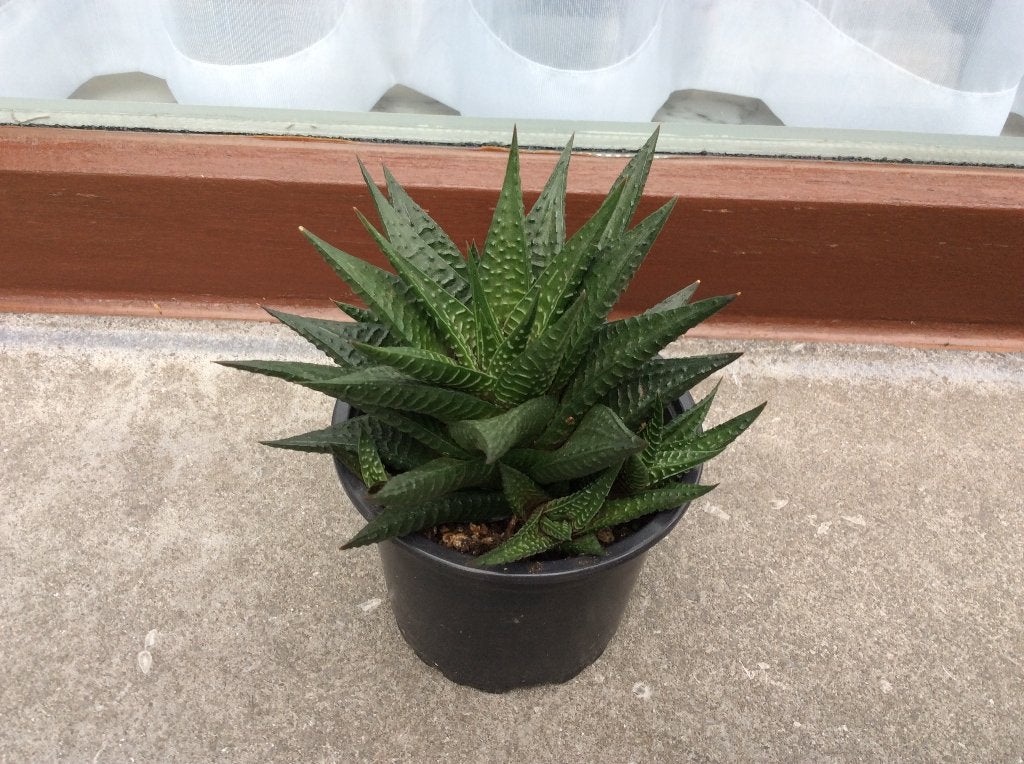 groene kamerplant, Ophalen, Vetplant, Halfschaduw, Minder dan 100 cm
