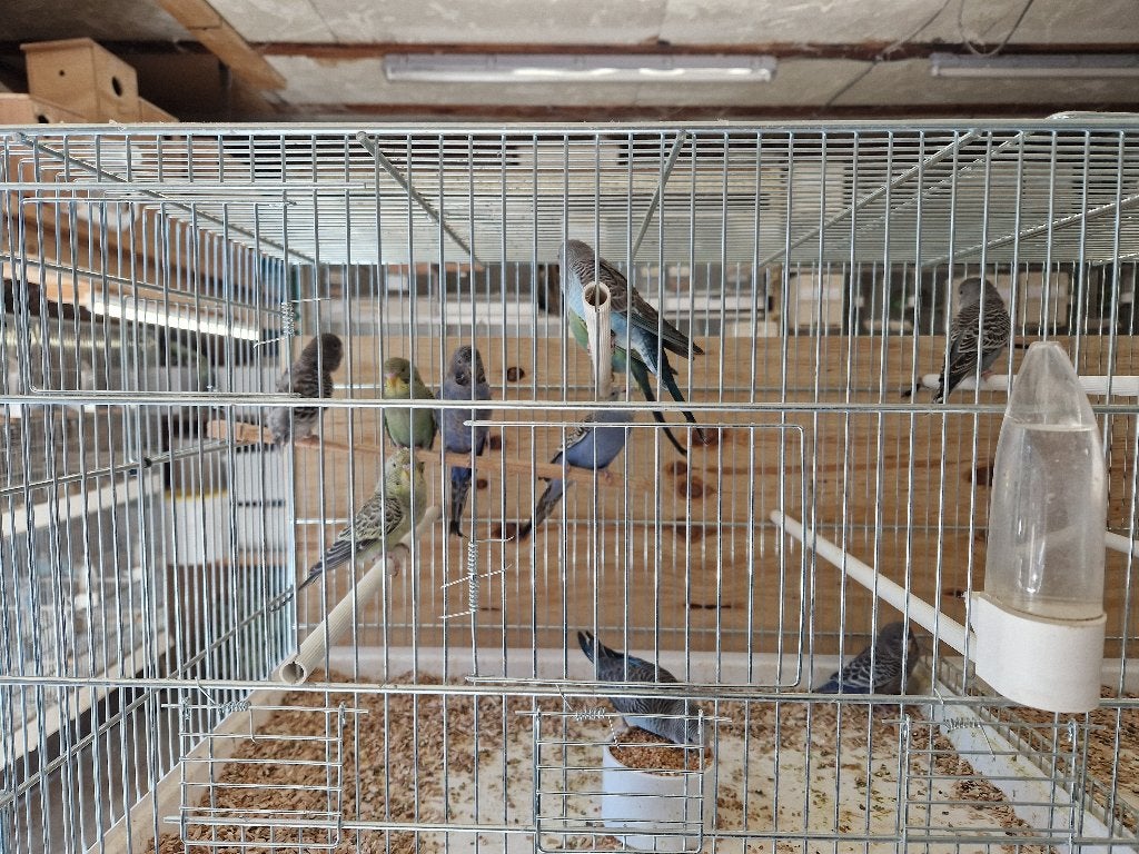 Kleur grasparkieten, Dieren en Toebehoren, Vogels | Parkieten en Papegaaien, Meerdere dieren, Parkiet, Geringd