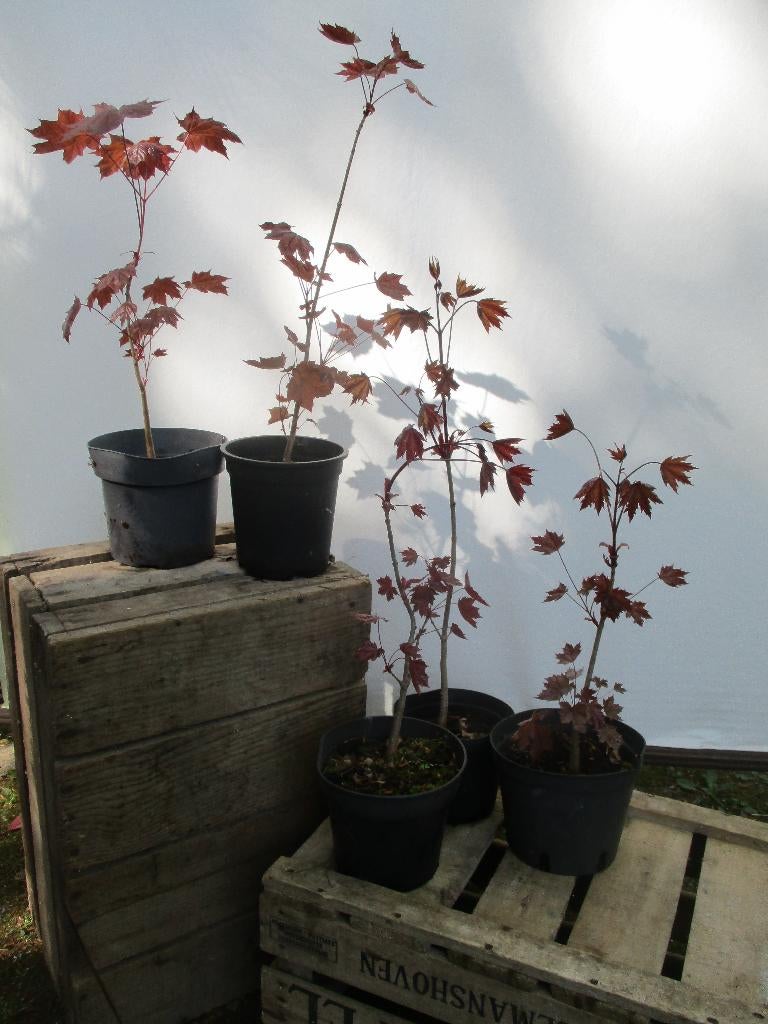 Jonge Acer Faassen's Black, Tuin en Terras, Planten | Bomen, Ophalen, In pot, Overige soorten