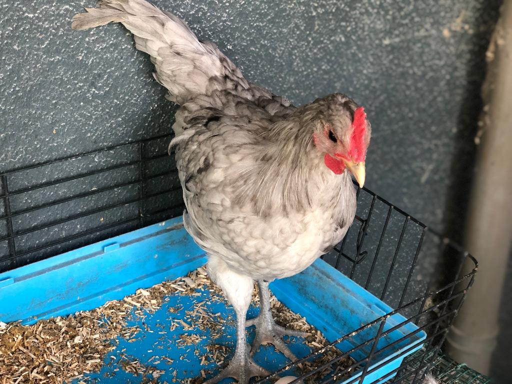 Haan, Dieren en Toebehoren, Pluimvee, Mannelijk, Kip