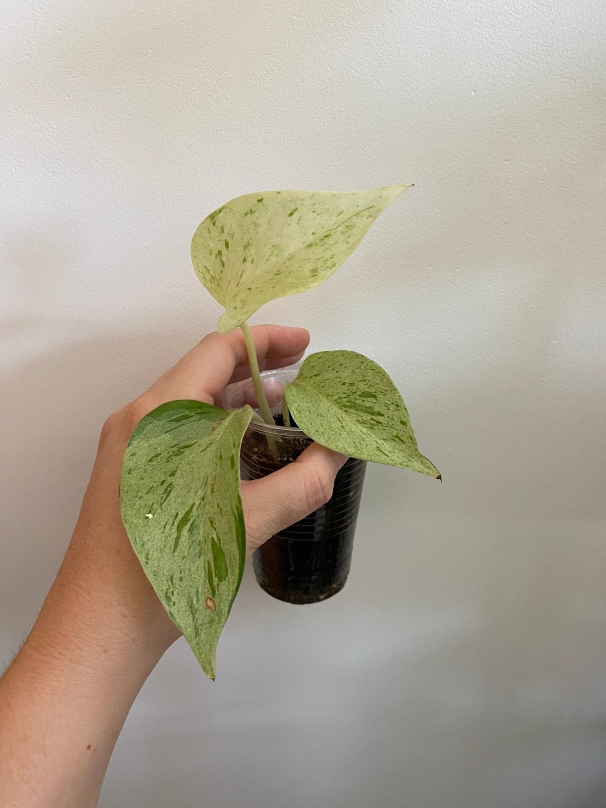Epipremnum pinnatum marble queen, Huis en Inrichting, Kamerplanten, Ophalen of Verzenden