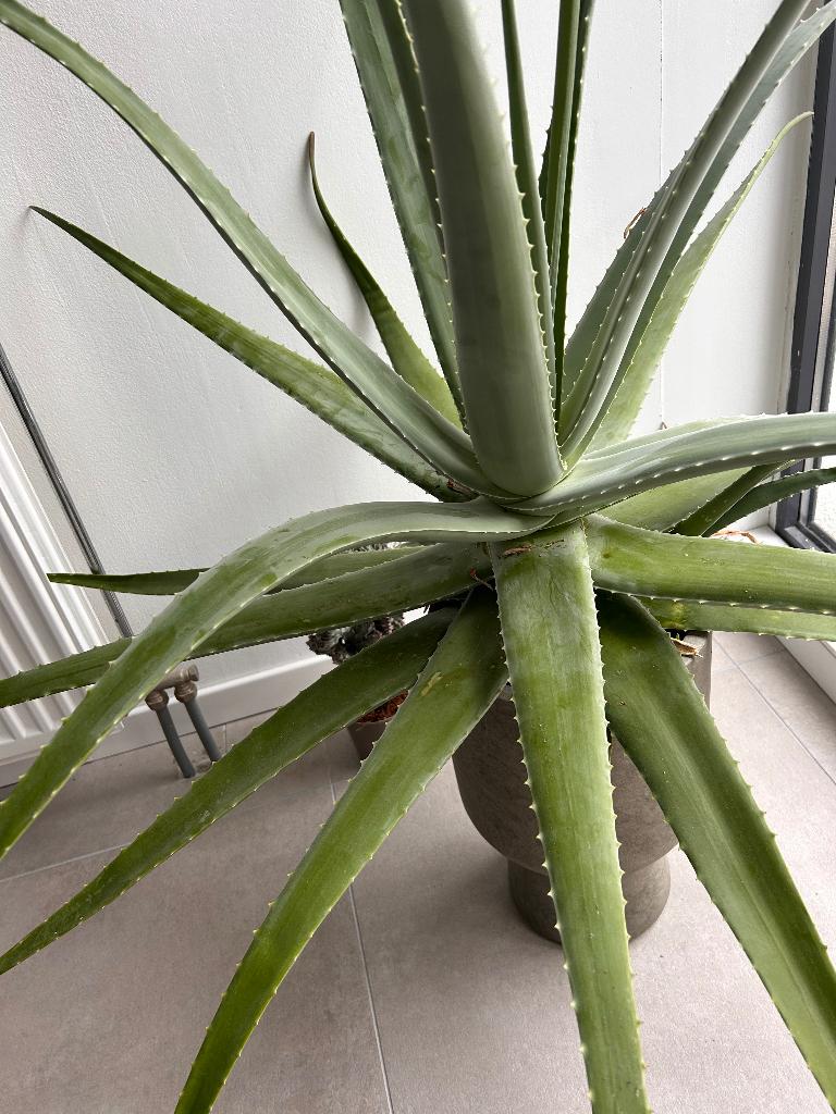 XXL Aloe vera, Ophalen