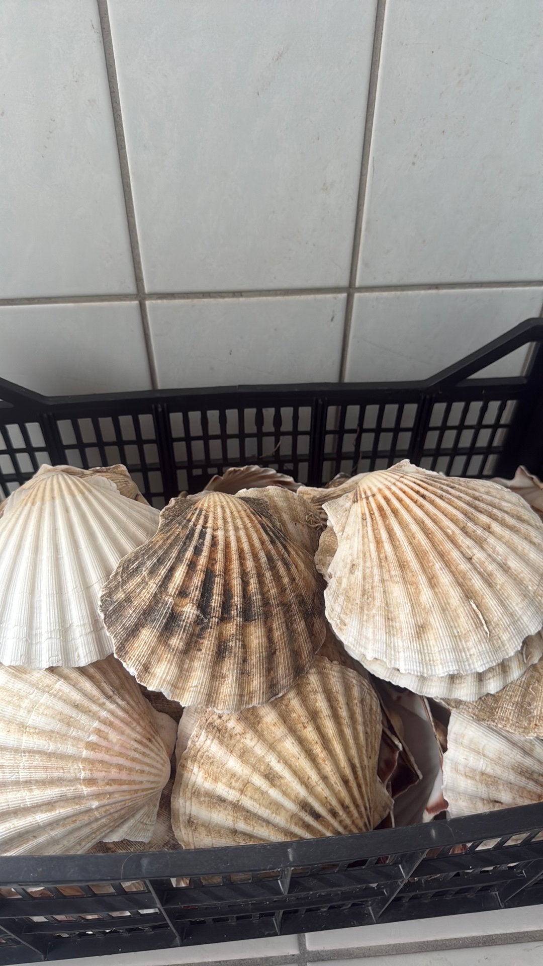 decoratie met grote schelpen +100 stukken, Enlèvement, Comme neuf