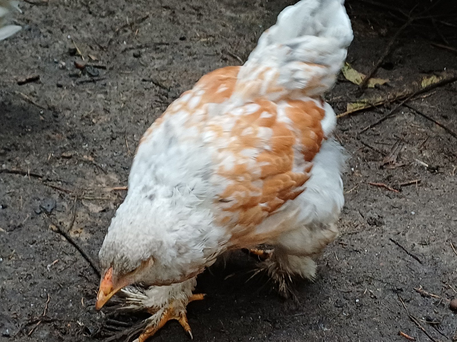 prachtige jonge brahma haan, Dieren en Toebehoren, Mannelijk