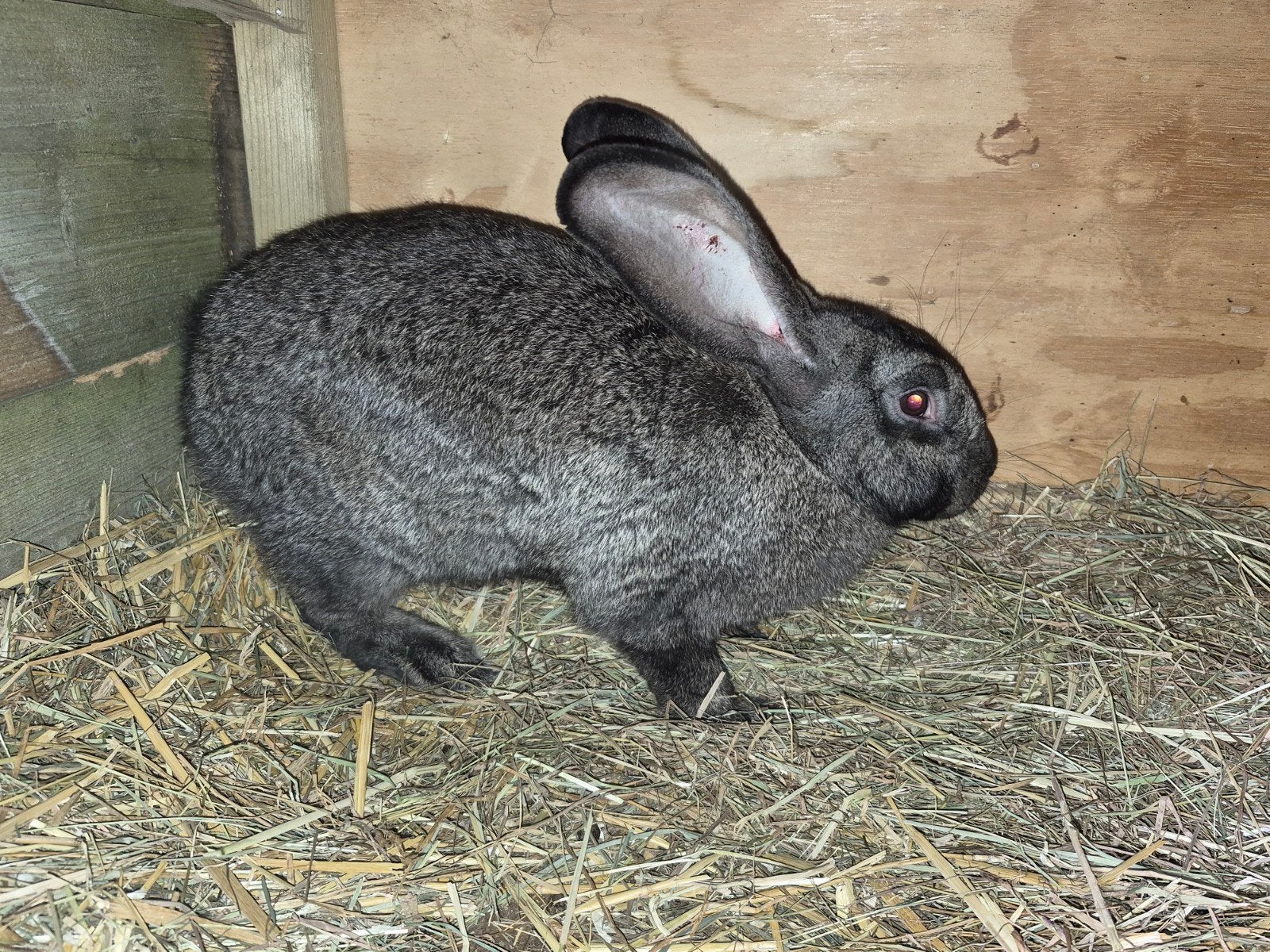 2 vlaamse reus voedsters, Animaux & Accessoires, Lapins