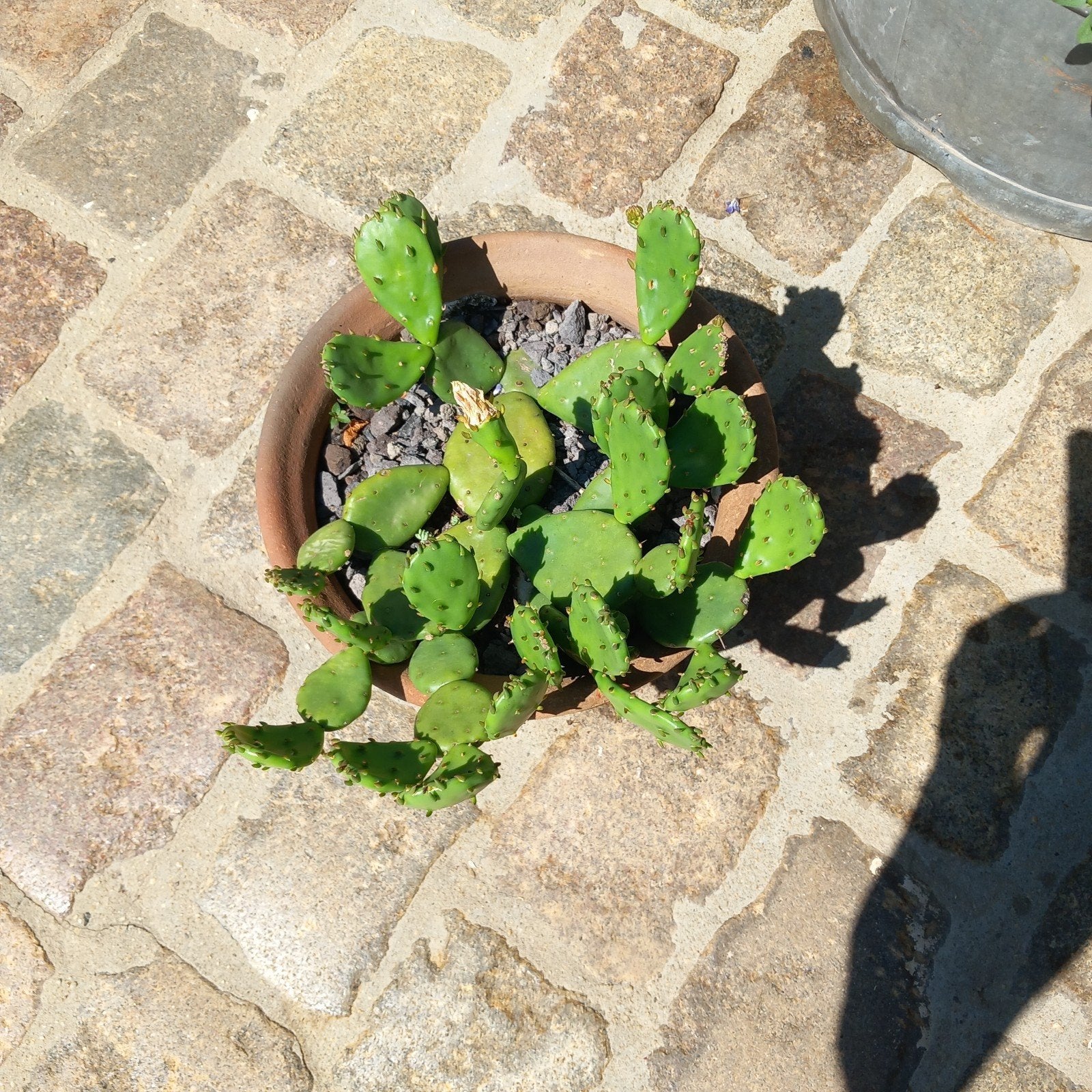 Winterharde cactus -25, Ophalen, Cactus