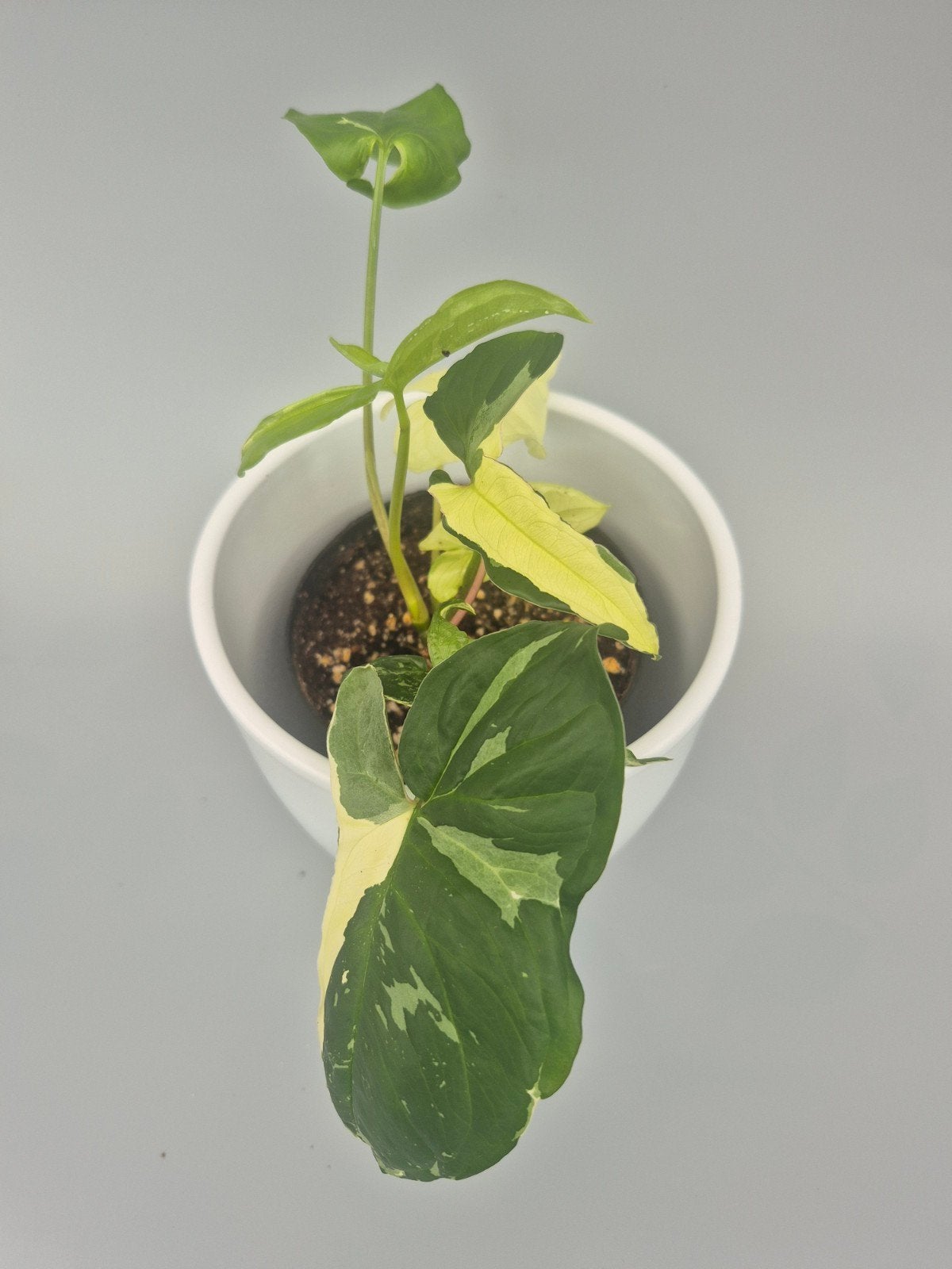 syngonium albo variegated, Ophalen of Verzenden