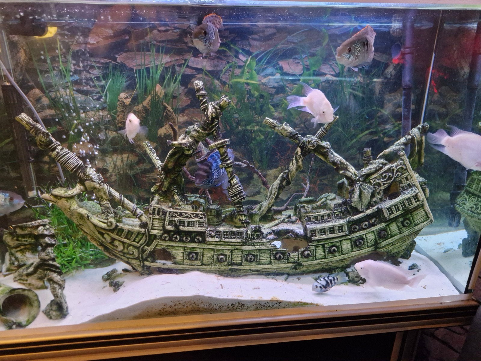 aquarium, Enlèvement