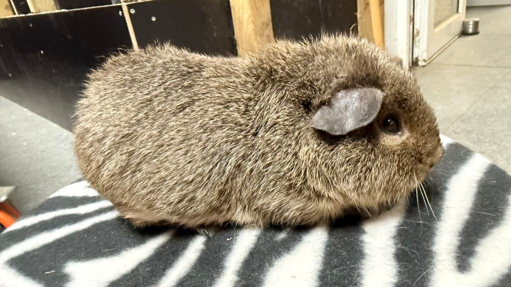 Cavia , Cobaye Mâle (ours) US Teddy agouti crème, Enlèvement, Cobaye