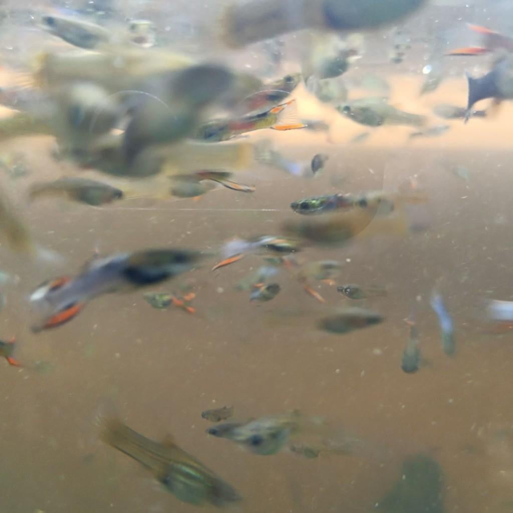 guppys, Animaux & Accessoires, Poisson, Poisson d'eau douce, Banc de poissons