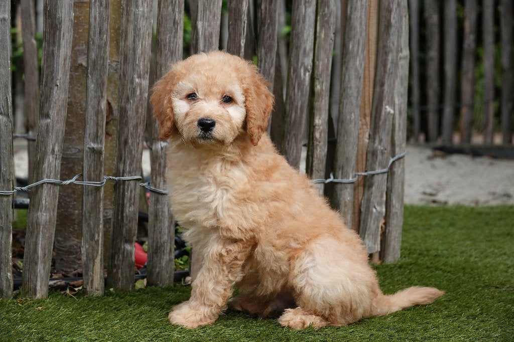 Prachtige abrikoze Medium Labradoodles, met stamboom, België, Overige rassen, CDV (hondenziekte), 8 tot 15 weken