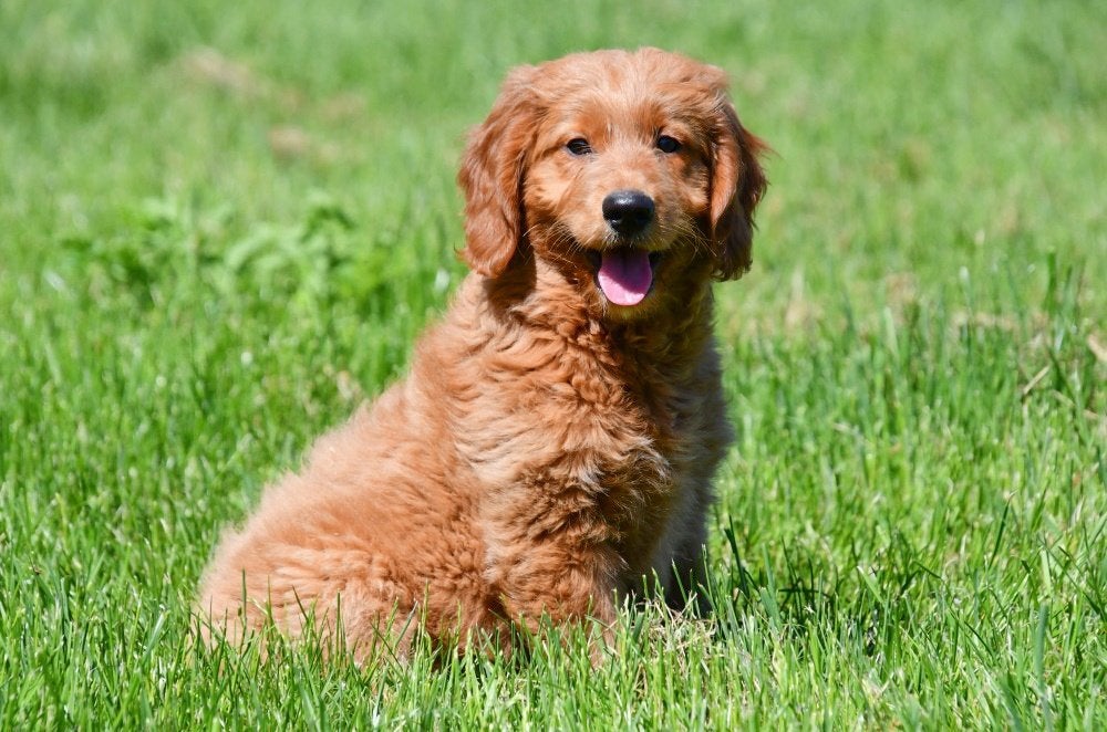 Goldendoodle pups te koop, Dieren en Toebehoren, 15 weken tot 1 jaar, Overige rassen, Buitenland, Teef