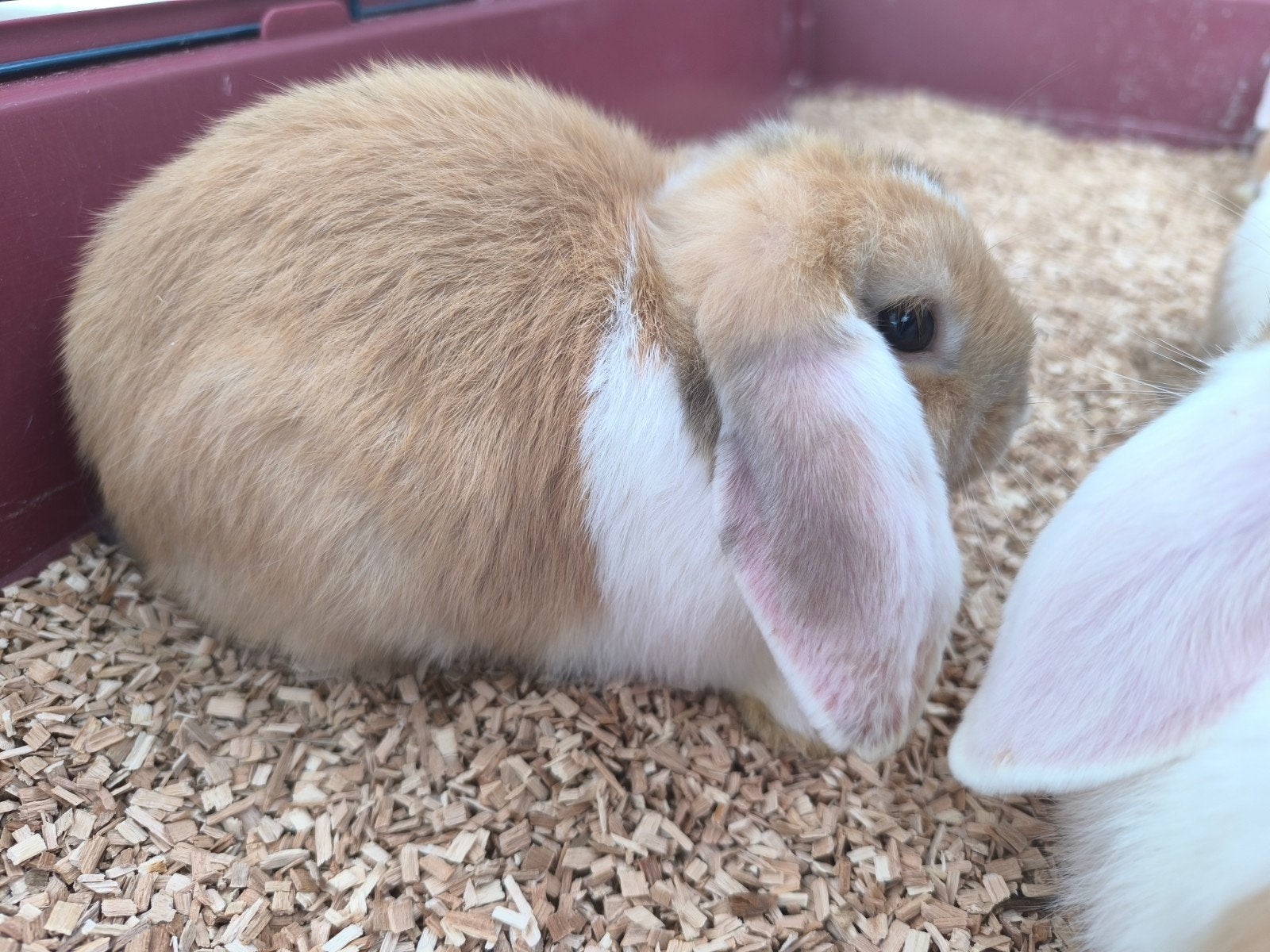 Ndh minilop meisje met bruine oogjes, Animaux & Accessoires, Lapins