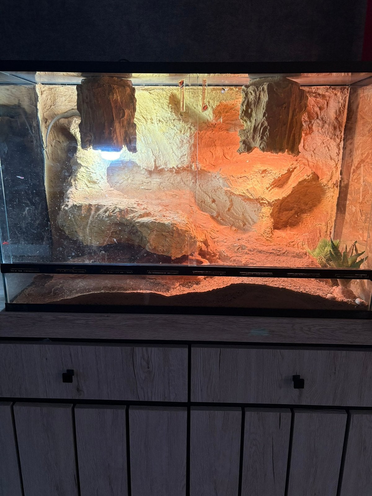 Mooie parelhagedis, Dieren en Toebehoren, Hagedis, Met terrarium, 0 tot 2 jaar