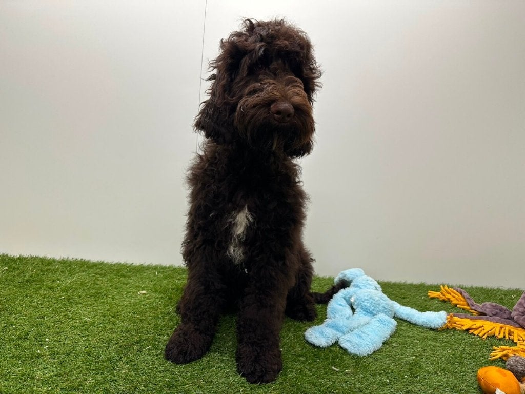 Cockapoo puberpups, België, 15 weken tot 1 jaar, Reu, Parvo