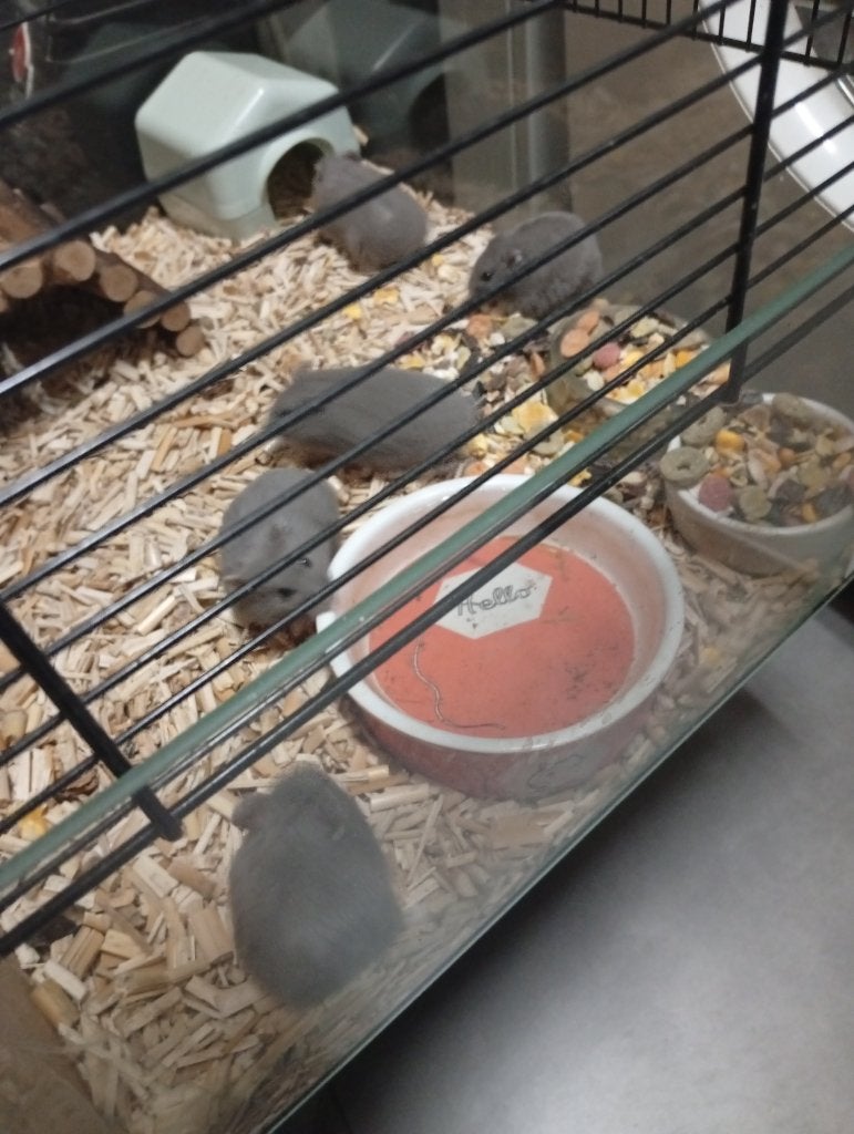 5 tal muisgrijze met wit borst tamme dwerg hamster, Dieren en Toebehoren, Hamster, Mei, Meerdere dieren, Tam