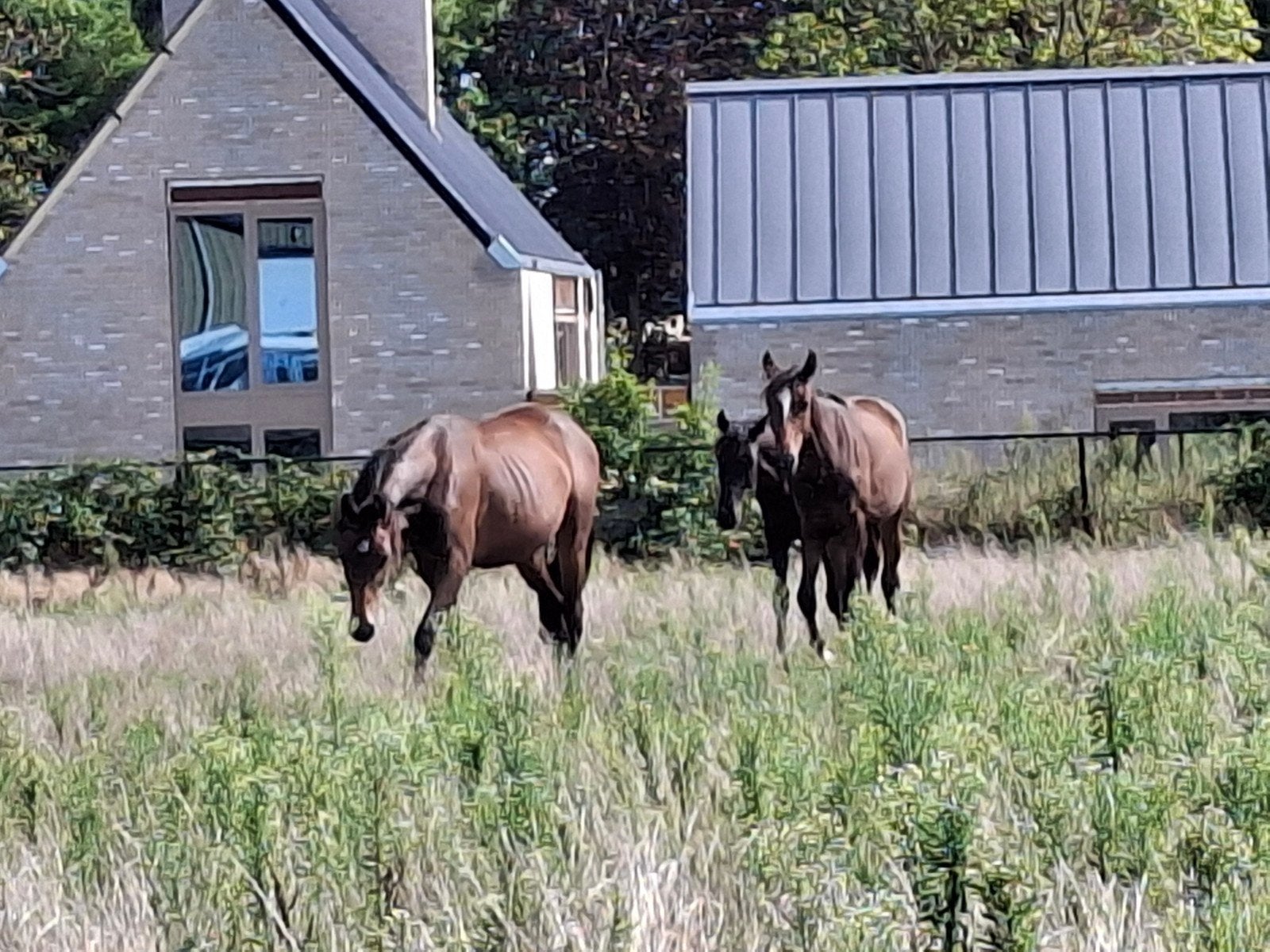 3 mooie kwpn dressuur merries, Non dressé
