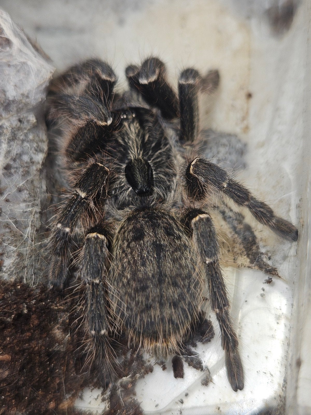 Vrouwtje Ceratogyrus darlingi, Dieren en Toebehoren, Insecten en Spinnen