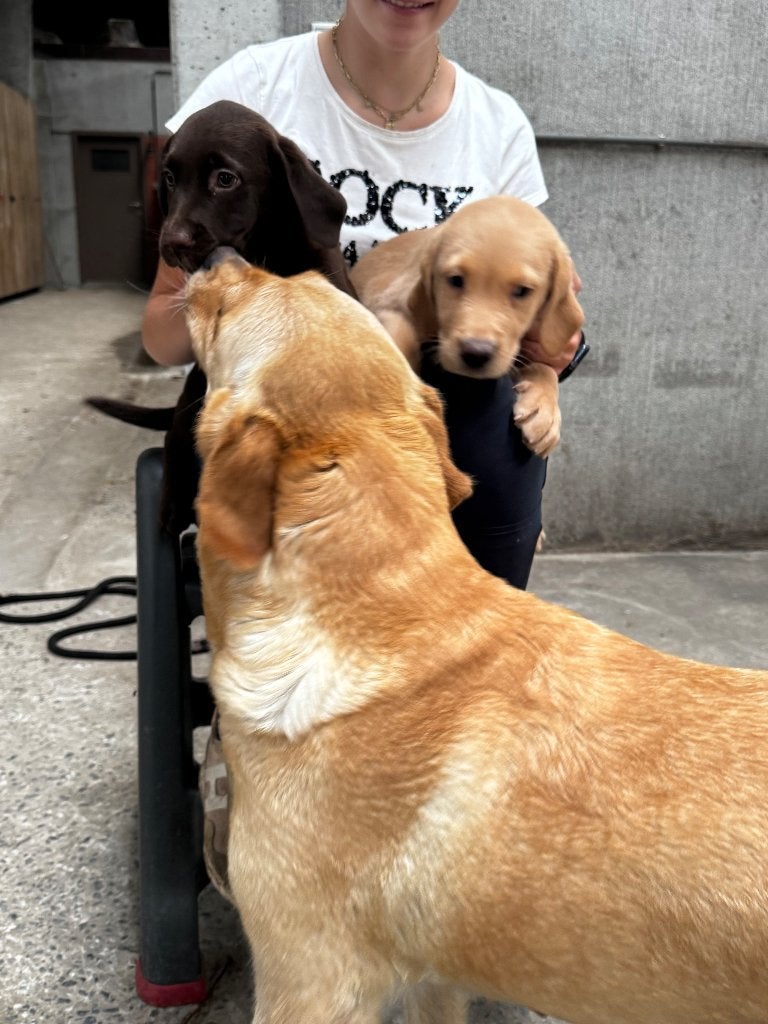 Prachtige raszuivere labradors, Dieren en Toebehoren, Honden | Retrievers, Spaniëls en Waterhonden, België, Fokker | Hobbymatig