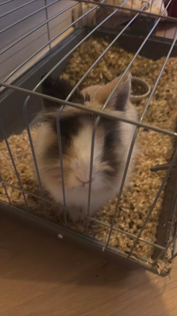 Konijn te koop, Dieren en Toebehoren, Vrouwelijk, Januari, Overige typen, Tam